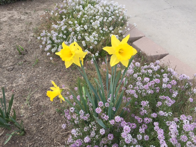  The first flower of spring, representing hope.  Photo by Steve Newvine 