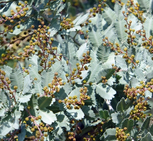  Acacia - PHOTO BY ADAM BLAUERT 