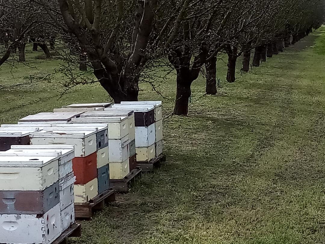  Soon the hives will be taken away from this orchard in the Central Valley and the next stage of the growing cycle will move forward. Photo: Steve Newvine 