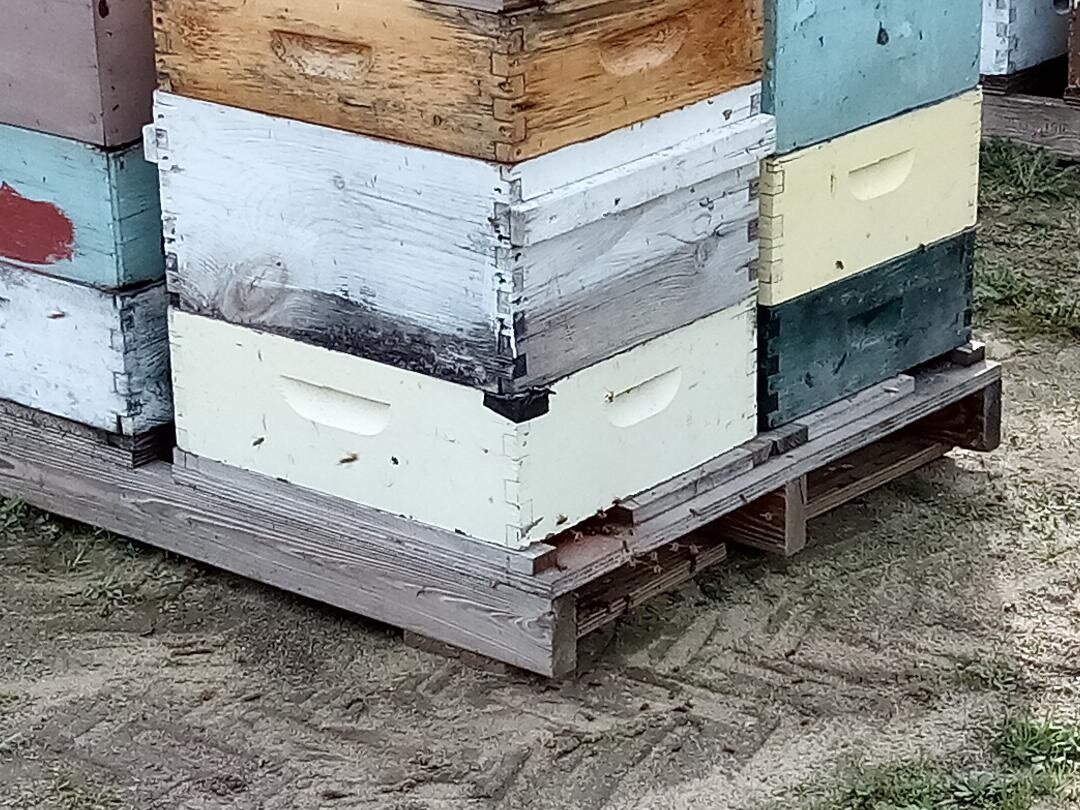  Honey bees are a key component to a successful yield. Photo: Steve Newvine 