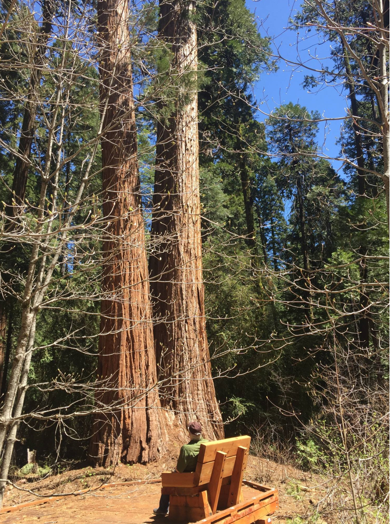 Resting on a customized park bench as the base of two of the many trees inside Calaveras Big Tree State Park. Photo: Newvine Personal Collection