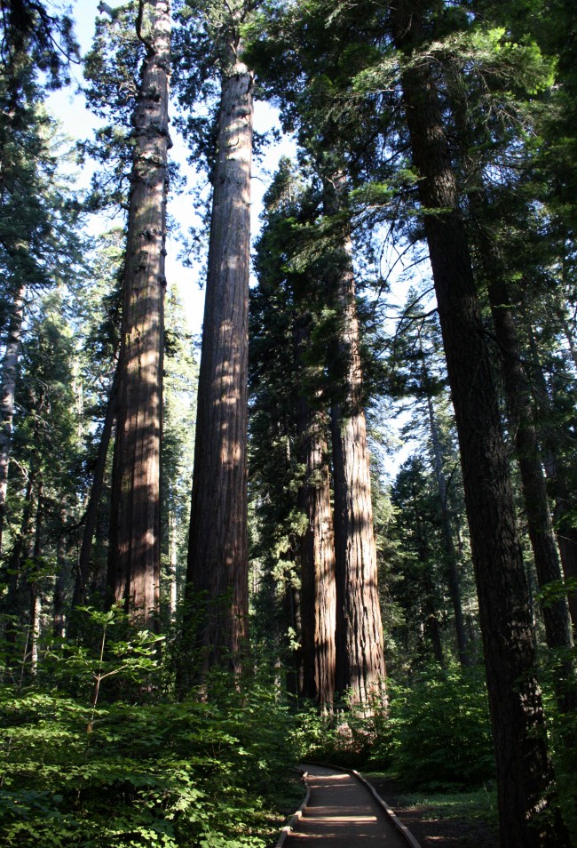  Calaveras Sequoias  - PHOTO BY ADAM BLAUERT 