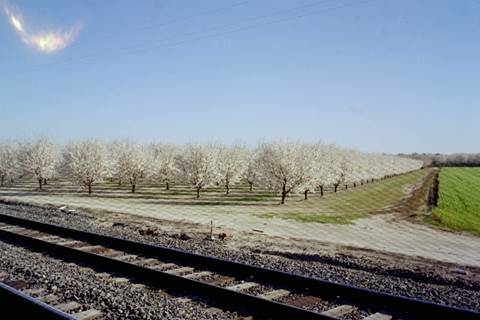  Soon, blossoms will appear on may orchards as springtime nature takes hold in the Central Valley.  Photo by Steve Newvine 