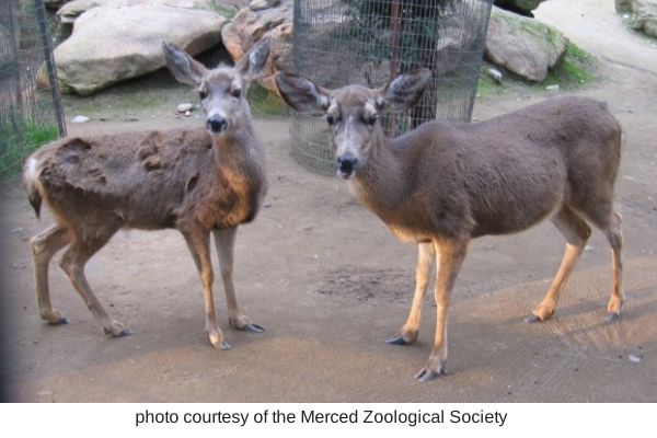 Merced's Central Park: Applegate Park, Zoo & Kiddieland  Merced