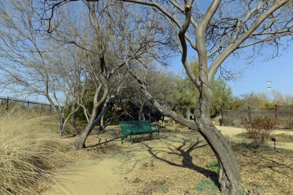  Desert Willows - PHOTO BY ADAM BLAUERT 