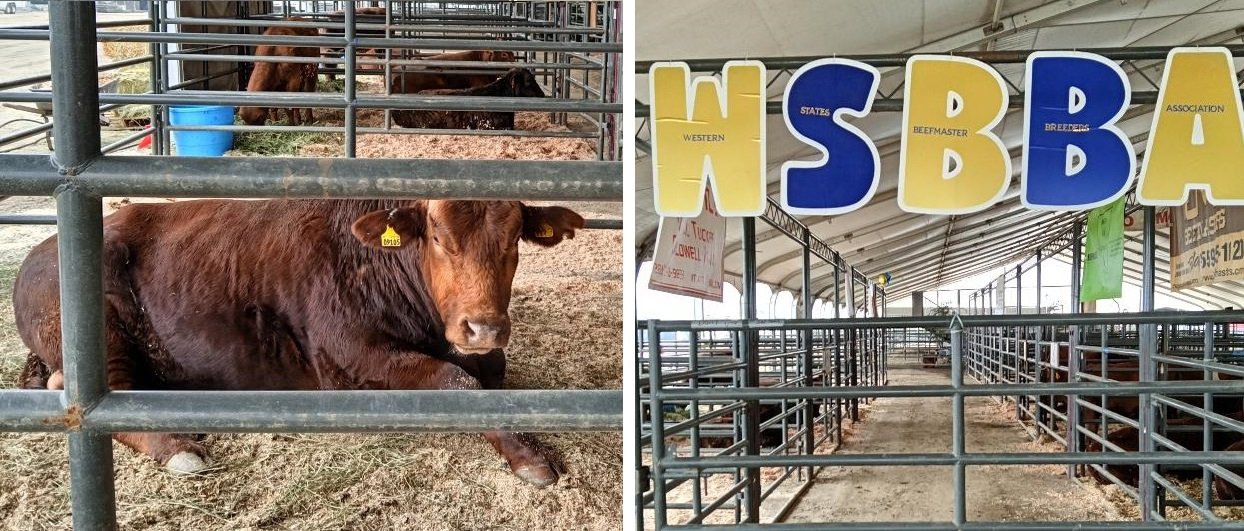  The Western States Beefmasters Breeding Association represents cattle ranchers who raise the Beefmasters breed. Photos: Steve Newvine 