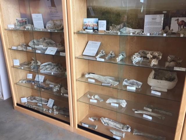  Many of the fossils discovered in the Fairmead landfill site are stored behind these locked cases. Photo: Steve Newvine 