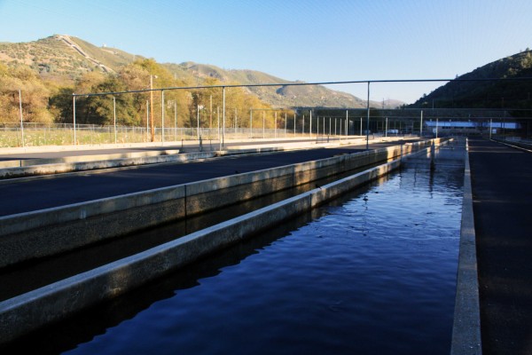  Hatchery  - PHOTO BY ADAM BLAUERT 