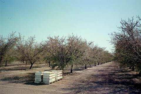  Bee boxes are a common springtime site around Central Valley orchards.  Photo by Steve Newvine 