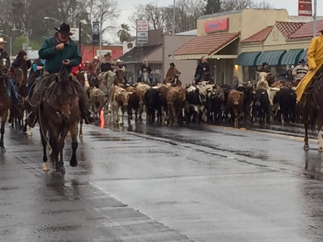  The Stampede cattle drive brings out the area’s most dedicated cattle people.  Picture by Steve Newvine 