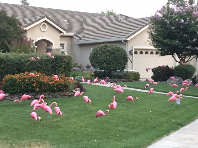  A north Merced home gets “flocked” with flamingos for charity.  Photo by Steve Newvine 