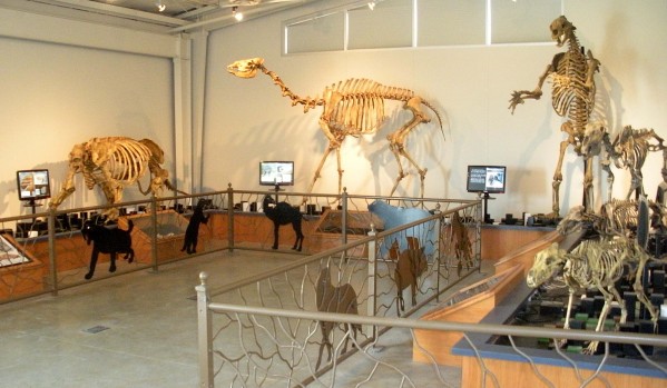 Fossil Discovery Center of Madera County