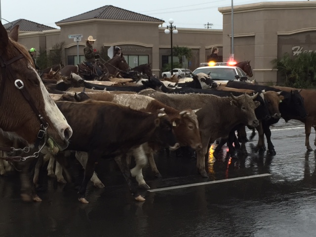 Springtime is Stampede Time in Chowchilla