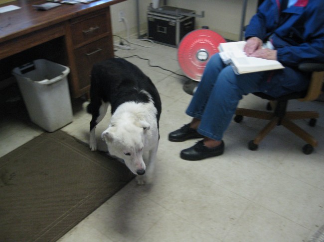 Cassie, the Golf Dog