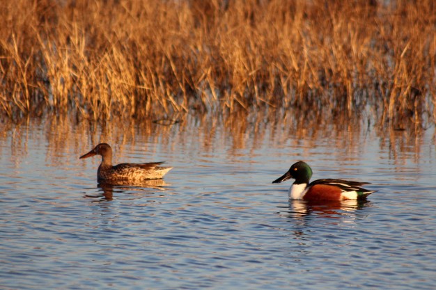 Photo by Adam Blauert