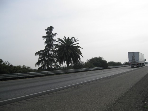 where the palm meets the pine Photo by Steve newvine