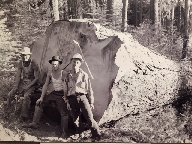   Loggers with a really big tree that would eventually be cut at the sawmills of Yosemite Lumber Company.  From Merced Lumber Company, Merced Falls exhibit at the Merced County Courthouse Museum.  