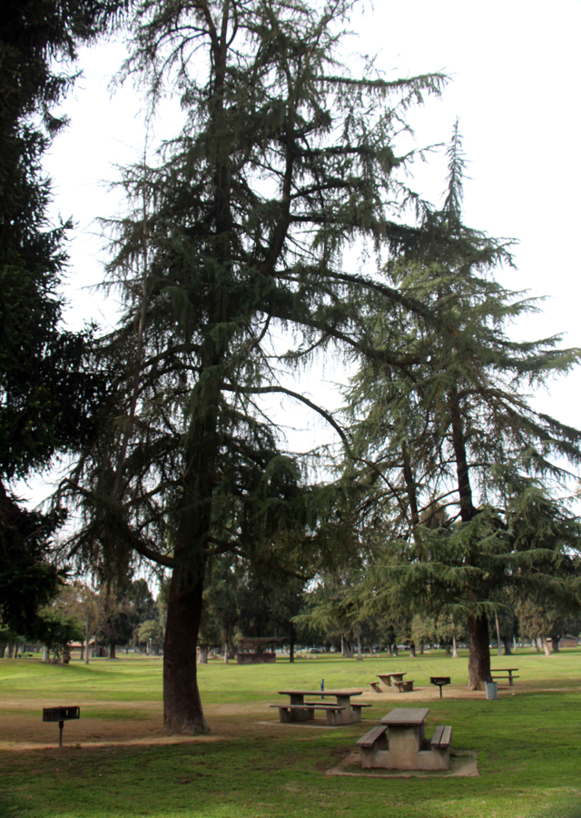 Kearney Park Picnic - PHOTO BY ADAM BLAUERT