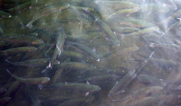  Large Trout  - PHOTO BY ADAM BLAUERT 
