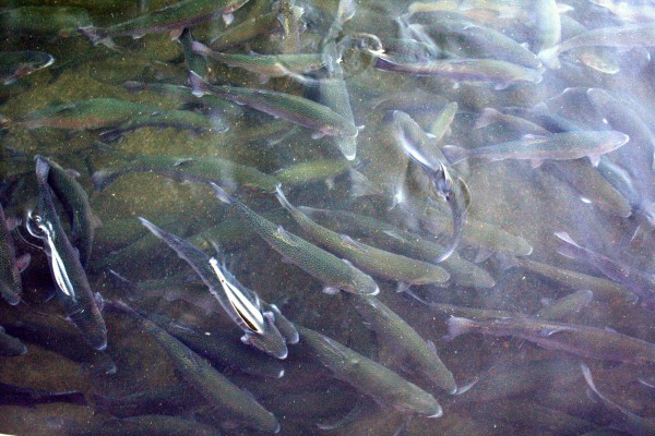 Large Trout - PHOTO BY ADAM BLAUERT 
