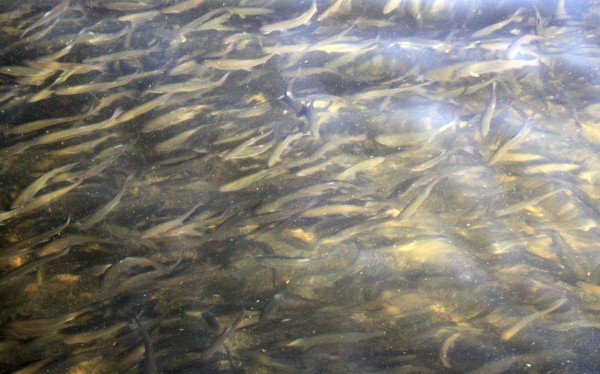  Medium Trout Underwater - PHOTO BY ADAM BLAUERT 