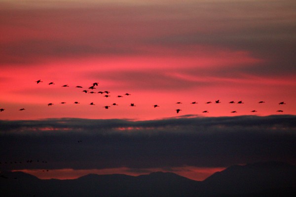 Merced Wildlife Refuge - PHOTO BY ADAM BLAUERT