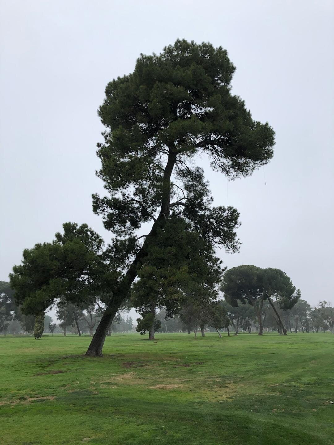  The curved pine on hole nine at Modesto Muni Golf Course.  Photo:  Steve Newvine 