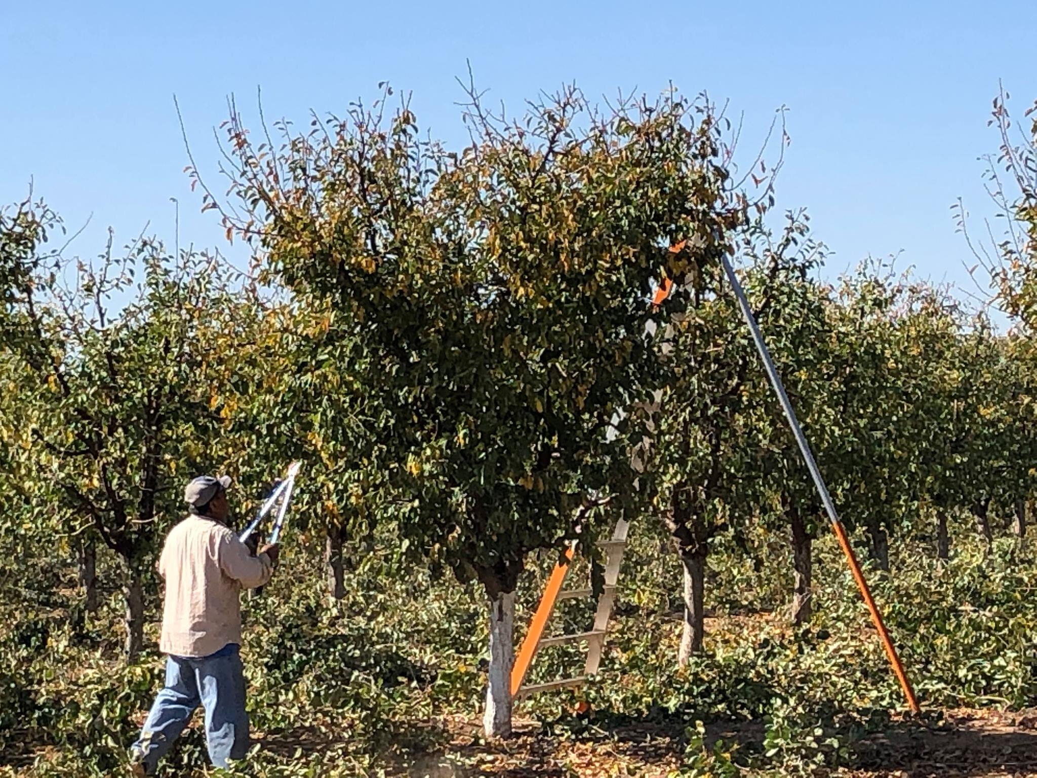  Workers pruning nut orchards in Merced County following a successful harvest. Photo: Steve Newvine 