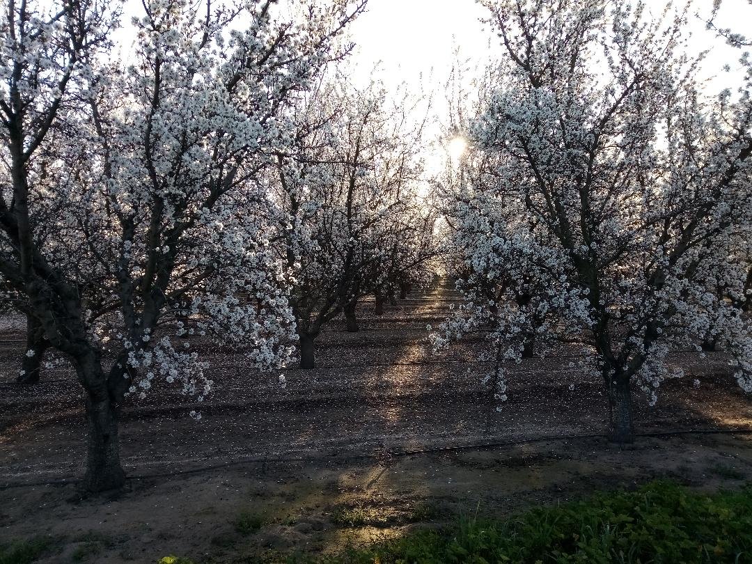  In the spring when almond trees blossom, there is optimism for a good harvest,  Photo:  Steve Newvine 