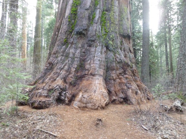 Calaveras Big Trees