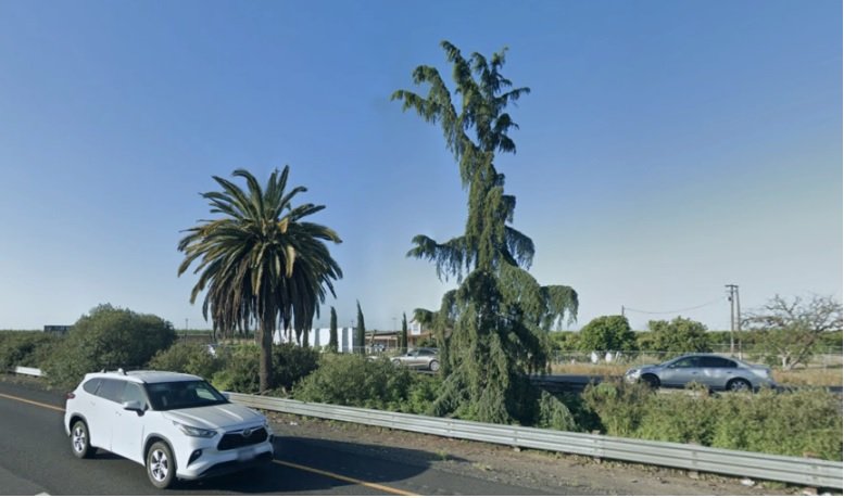 This photo from Google Earth is about as close as anyone can get to the trees safely now.