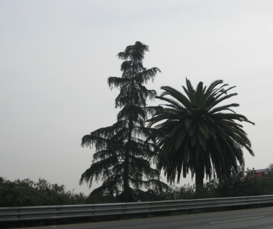 WHERE THE PALM MEETS THE PINE PHOTO BY STEVE NEWVINE
