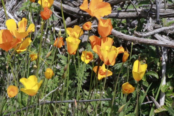  Photo by Adam Blauert 