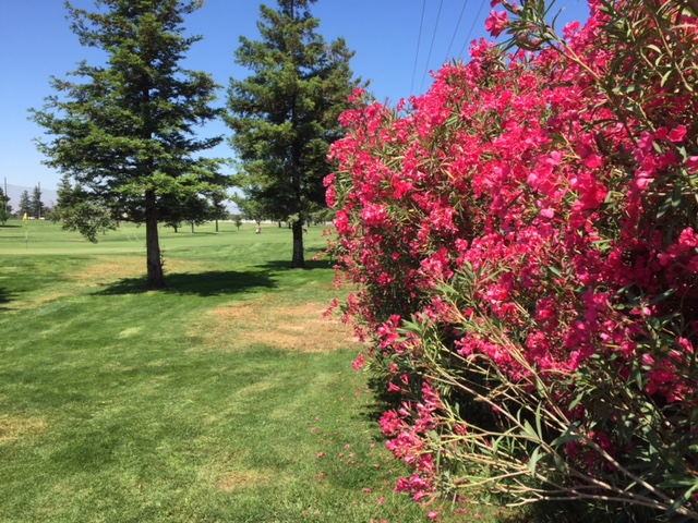  Brilliant red flowers frame the putting green at Stanislaus Golf Course in Modesto.  Photo by Steve Newvine 