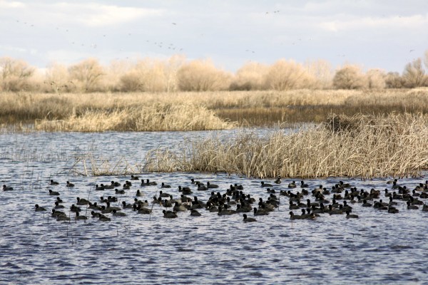 San Luis Refuge - PHOTO BY ADAM BLAUERT
