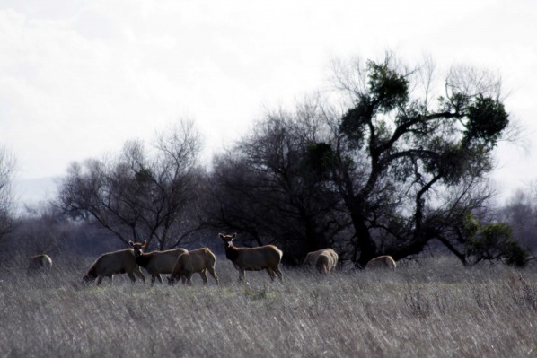 San Luis Refuge - PHOTO BY ADAM BLAUERT