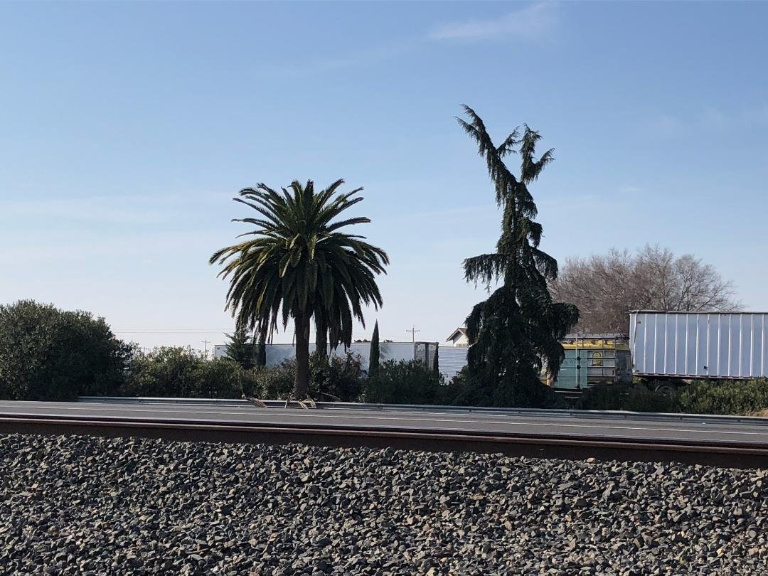 You are midway through the state when you see the palm and pine in the median south of the City of Madera. Photo: Steve Newvine