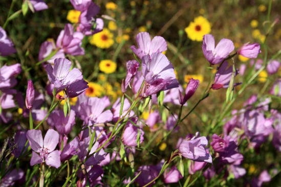  Spring El Portal Wildflowers - Photo by Adam Blauert 