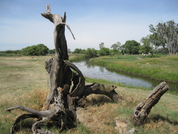Stump between 10 and 11 at Stevinson Ranch Golf Club.  Photo by Steve Newvine