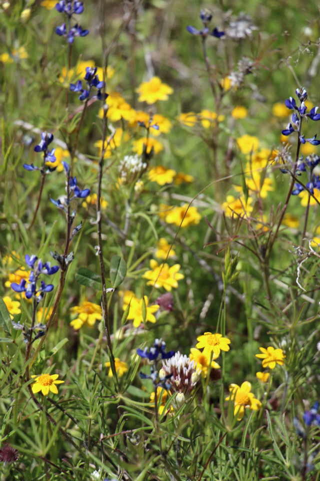 Sierra Foothill Conservancy