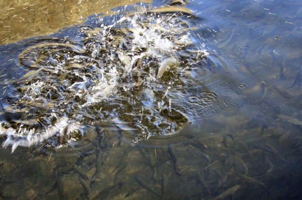 Trout Jumping  - PHOTO BY ADAM BLAUERT 