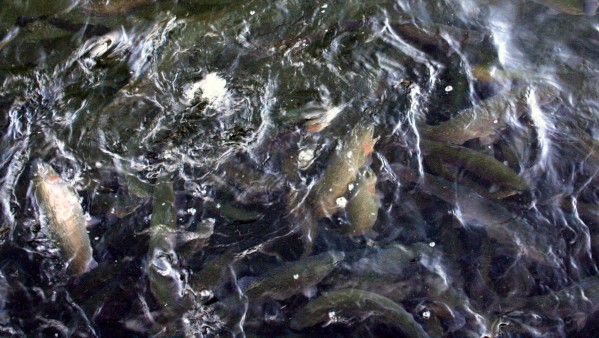  Trout Swarming  - PHOTO BY ADAM BLAUERT 
