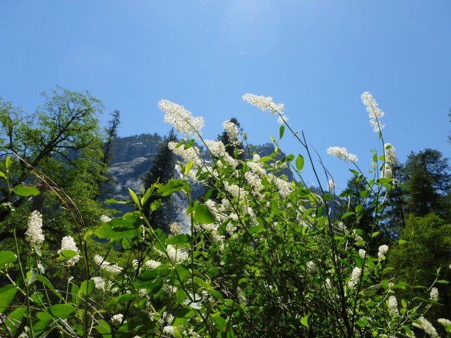 Spring time in Yosemite National Park