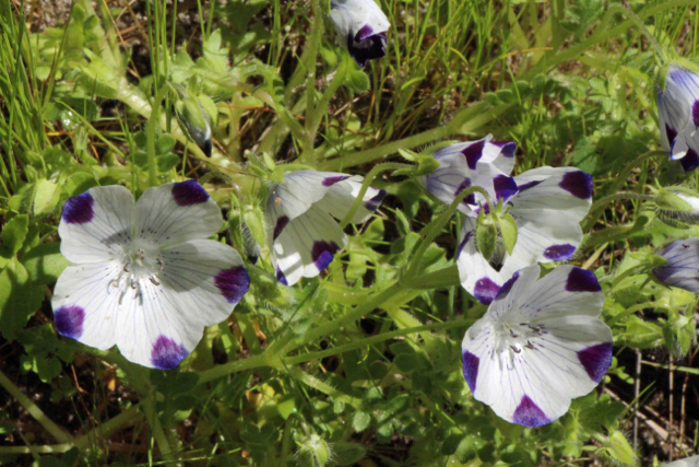 Van der Ahe - PHOTO BY ADAM BLAUERT