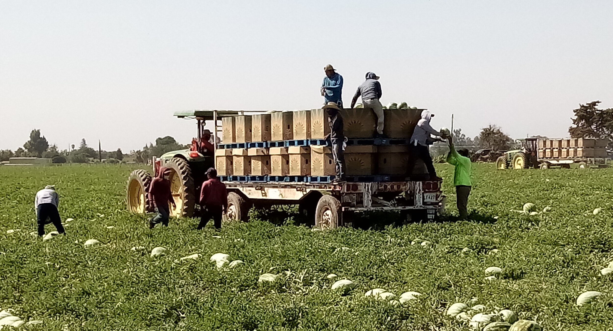  While the pitching part of the watermelon harvest seems labor intensive, not all watermelon ripens at the same pace. Photo: Steve Newvine 