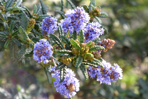  Winter Flowers - PHOTO BY ADAM BLAUERT 