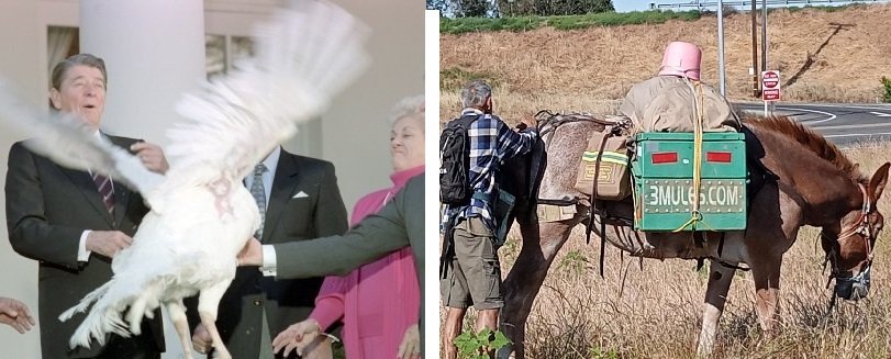 (left) The turkey farmer who helped Ronald Reagan get over his fear of flying and (right) one of several mules cared for by 3Mules.com. Photo montage: George H.W. Bush Presidential Library, Steve Newvine